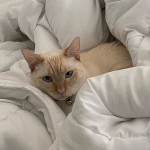 Meet your Posher, Lam